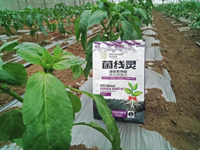 菌线灵产品田间应用(图源:慕恩生物)为了筛选得到一个足够优秀的